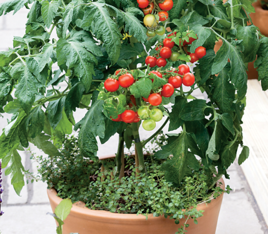 Picture of Patio Tomato Red Cherry variety