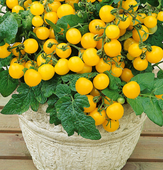 Patio Tomato Yellow Cherry