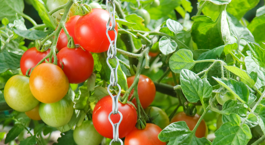 Picture Showing Patio Tomatoes