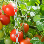 Picture Showing Patio Tomatoes