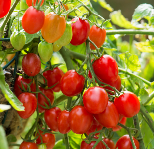 Picture of Romello Patio Tomato variety