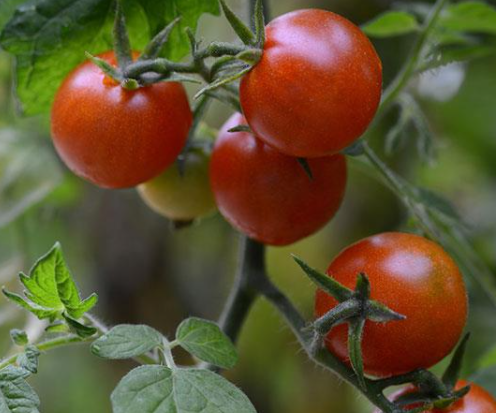 Picture of Sweetheart of the Patio variety