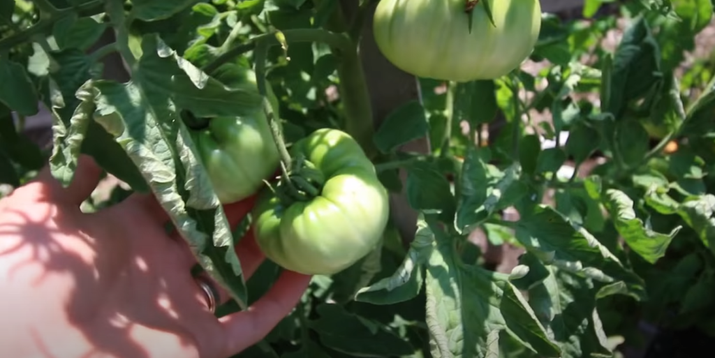 Tomato Leaf Curl Picture