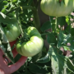 Tomato Leaf Curl Picture