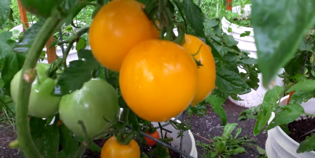 Lemon Boy Tomato on Plant