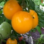 Lemon Boy Tomato on Plant