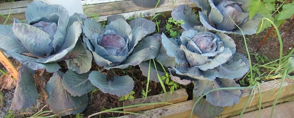 Purple cabbage garden