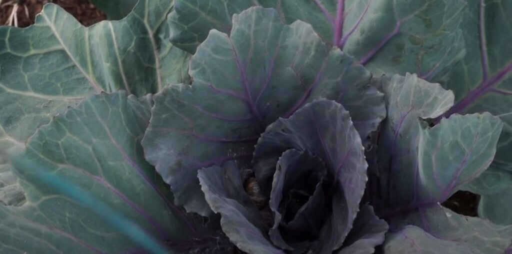 Purple Cabbage main Picture