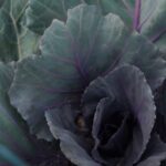 Purple Cabbage main Picture