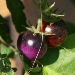 Purple Tomatoes Main Picture
