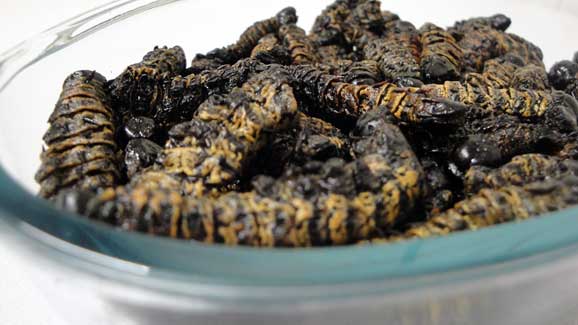 Good old madora (mopani worms) Good old madora (mopani worms)