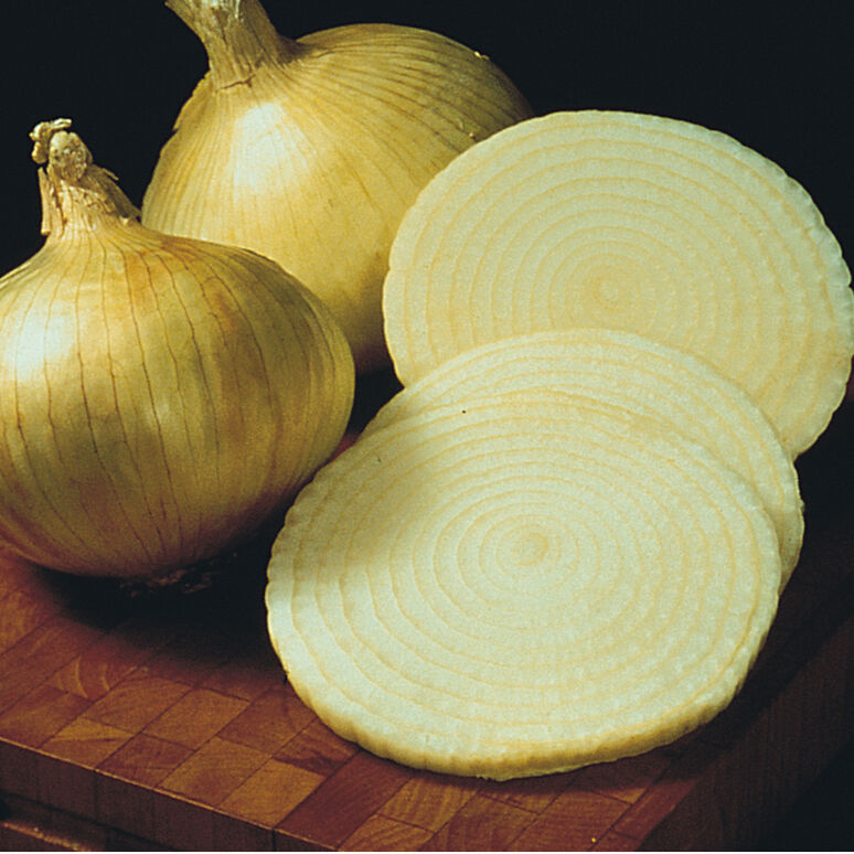 Picture of onions from Yellow Granex sweet onion seeds